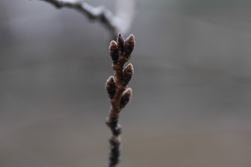 ����2��Ĥܤ�