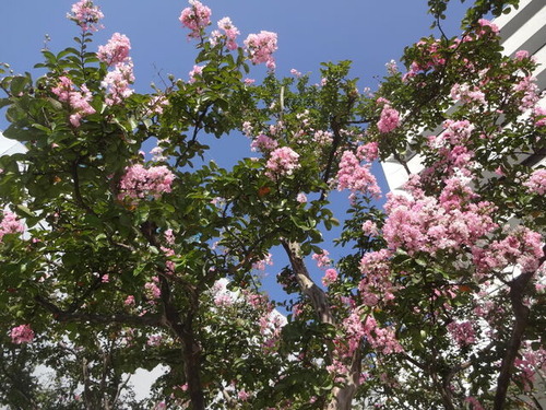 DSC00937