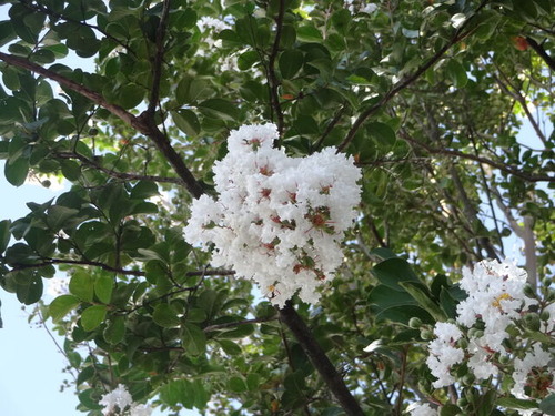 DSC00936