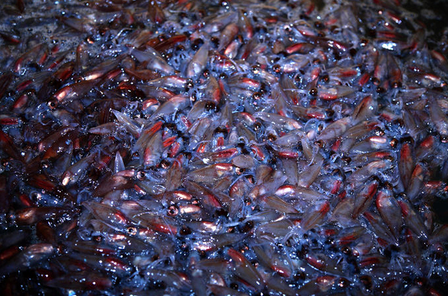 今年はどうかな いよいよ3月1日ホタルイカ漁解禁 観光とやまねっとブログ