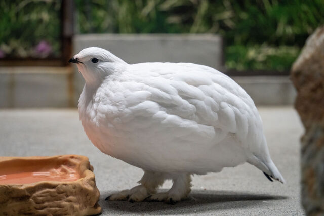 寒くなってきましたね。もふもふな季節です。 : 観光とやまねっとブログ