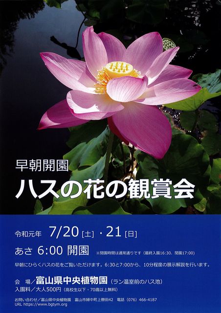 早起きは三文の徳 ハスの花の開花を見に行こう 観光とやまねっとブログ