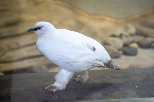 寒くなってきましたね。もふもふな季節です。 : 観光とやまねっとブログ