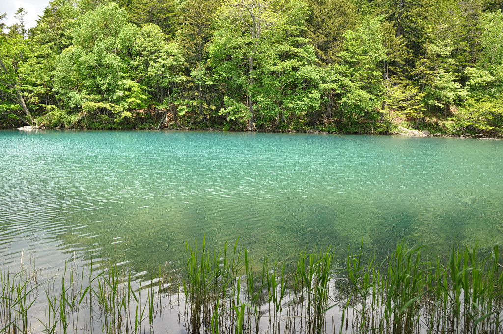 オンネトー散策 のんきトラさん 何処いくの