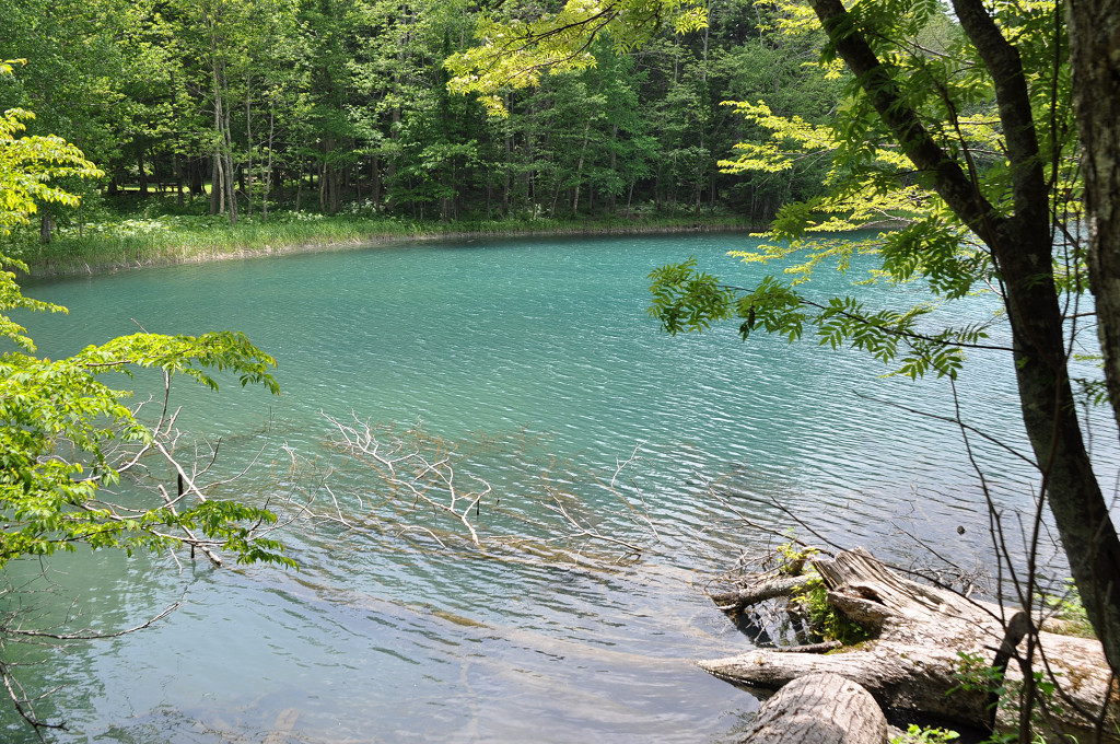 オンネトー散策 のんきトラさん 何処いくの