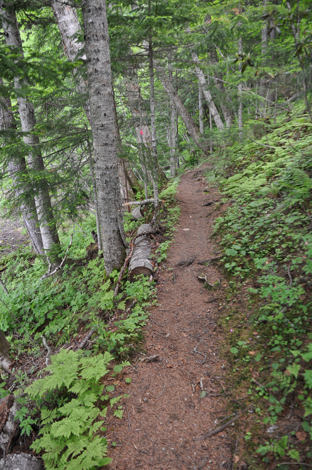 オンネトー散策 のんきトラさん 何処いくの