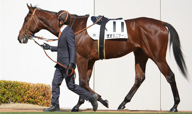 【動画】競馬、「オオタニサーン」という名前の馬が初出走！実況の発音がアレだった！