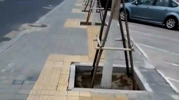 中国、歩道に街路樹を移植したために、点字ブロックが150m間で蛇行18回