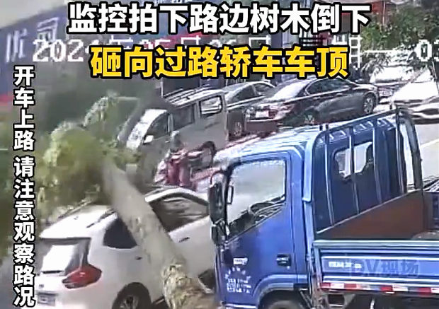 【動画】中国あるある、街路樹が突然倒木！走行中の乗用車の上にズドーン！
