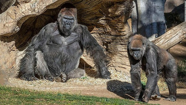 米国、動物園のゴリラがコロナ感染！