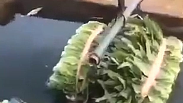 中国のヤバい野菜保存法！