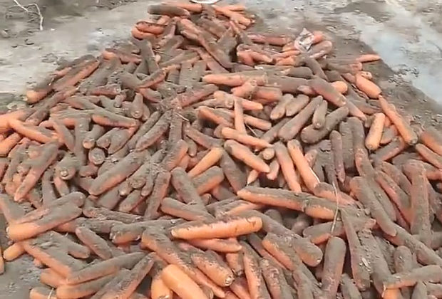 【動画】中国の農業改良技術、化学薬品漬けの人参を泥付き状態に戻して出荷！