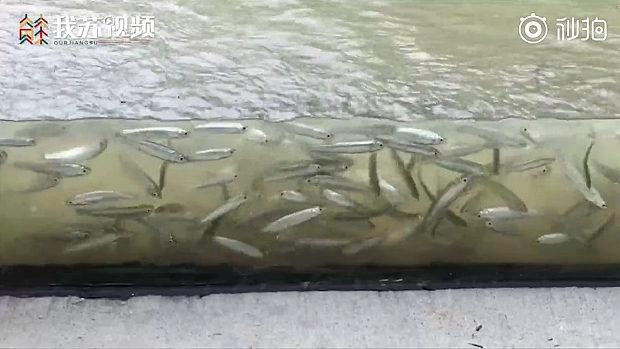 中国、長江の増水で川沿いの公園のガラス柵が「水族館」に変身してしまう