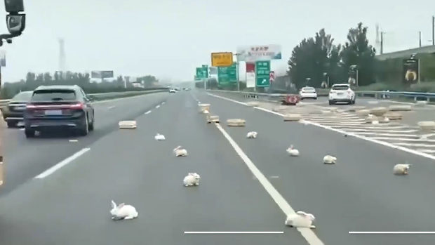 中国、高速道路でトラック横転、積荷のウサギをぶち撒ける！