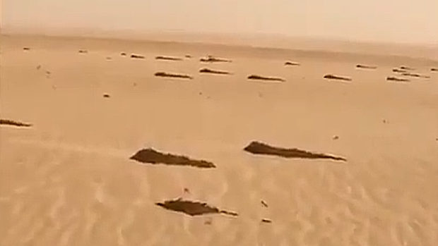 中国を目指すイナゴ軍団！イナゴはいったいどうやって砂漠を越えるのか？