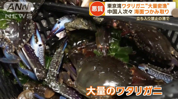 【動画】中国人、日本各地で「アワビ･タコ･ワタリガニ」などを密漁乱獲！トラブルに