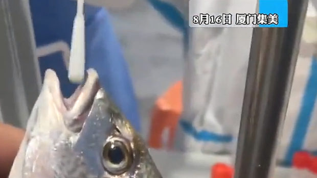【動画】中国、コロナ拡大で今度はお魚にPCR検査！魚の口に綿棒入れて、カニにも～！w