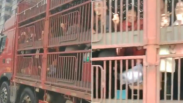 中国、コロナ陽性者を養豚場の豚輸送トラックで隔離施設へ移送