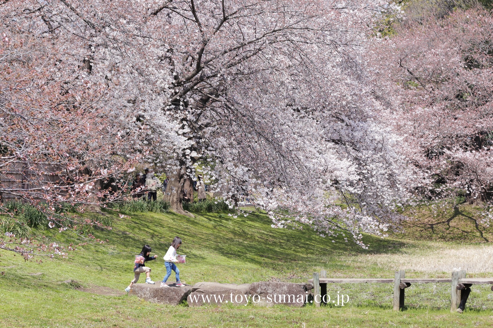 大宮第２公園の桜はこれからが見頃です 新発見 さいたま の風景写真ブログ