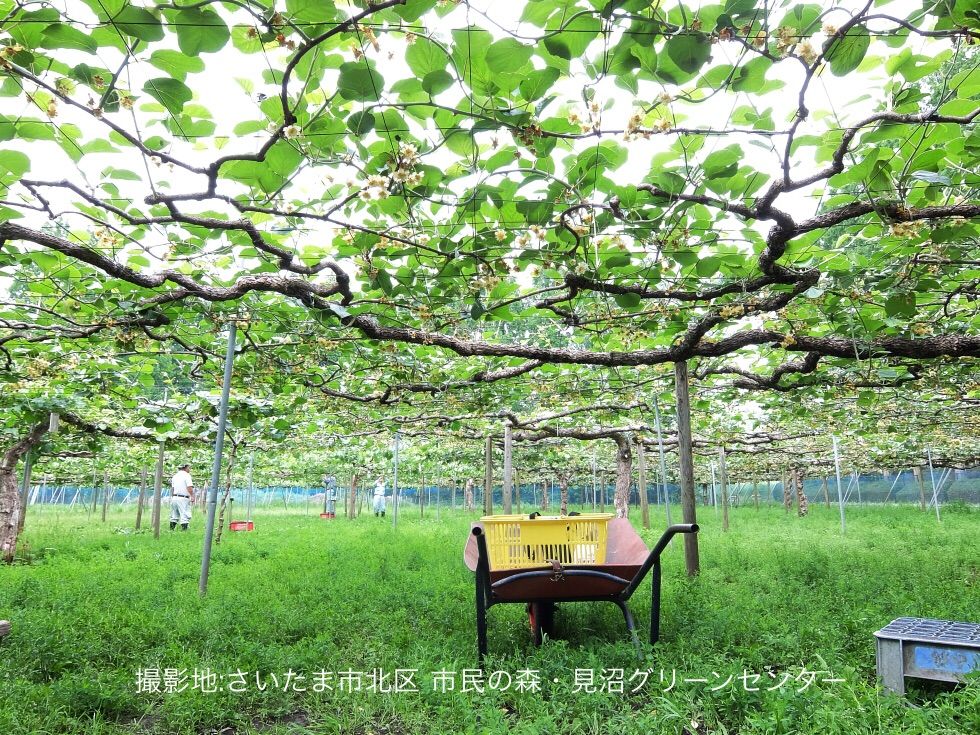本日の市民の森 見沼グリーンセンターの様子です 新発見 さいたま の風景写真ブログ