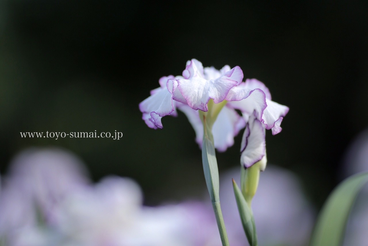 菖蒲の花が見頃です 見沼区 染谷しょうぶ園 新発見 さいたま の風景写真ブログ