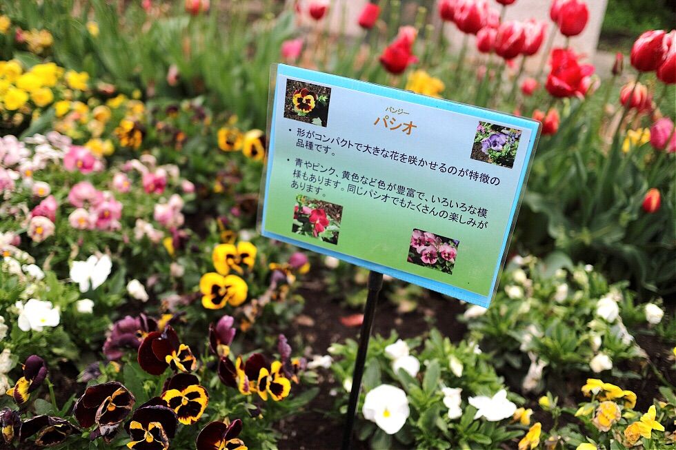 大宮第2公園は春の彩り チューリップ咲いてます 新発見 さいたま の風景写真ブログ