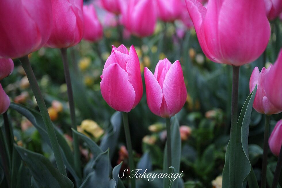 大宮第2公園は春の彩り チューリップ咲いてます 新発見 さいたま の風景写真ブログ