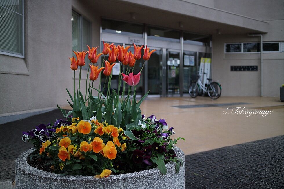大宮第2公園は春の彩り チューリップ咲いてます 新発見 さいたま の風景写真ブログ