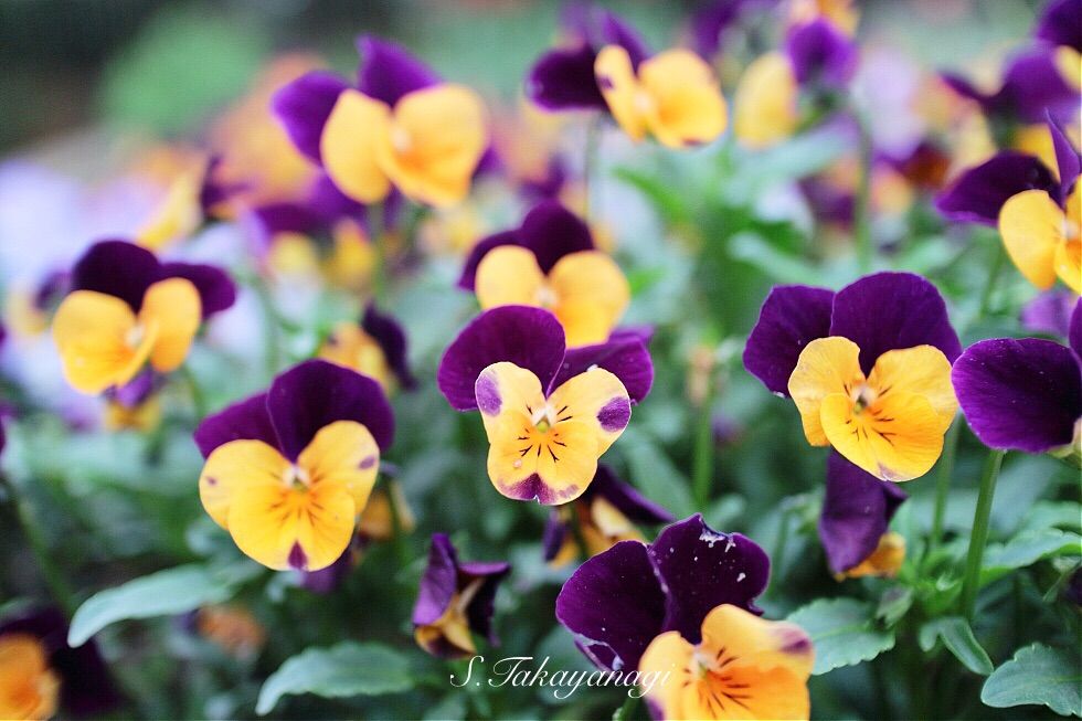 大宮第2公園は春の彩り チューリップ咲いてます 新発見 さいたま の風景写真ブログ