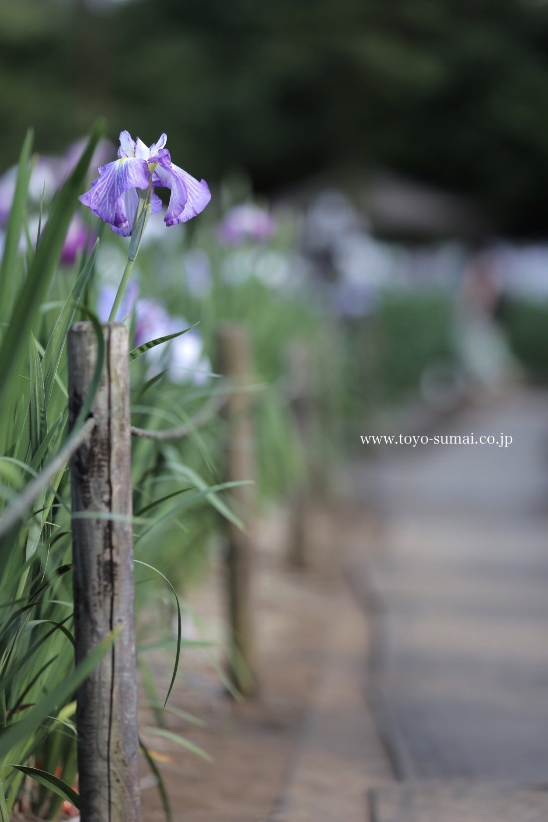 菖蒲の花が見頃です 見沼区 染谷しょうぶ園 新発見 さいたま の風景写真ブログ