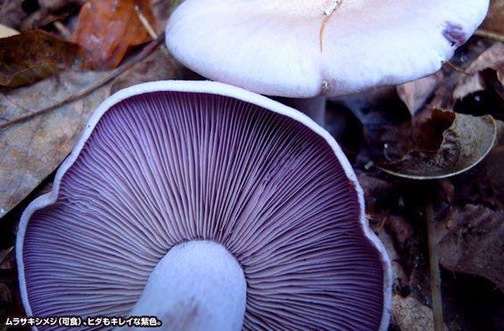 レポ きのこマイスター講座 Vol 04 とよだのにっき