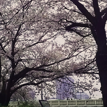 20170408sakura