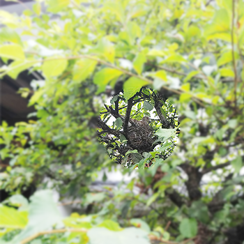 我が家の来客2