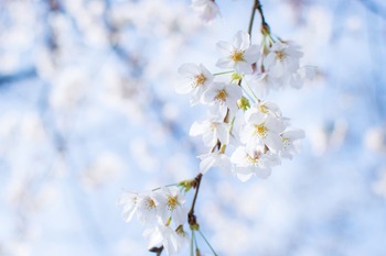 sakura