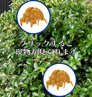 セミの抜け殻1サムネ