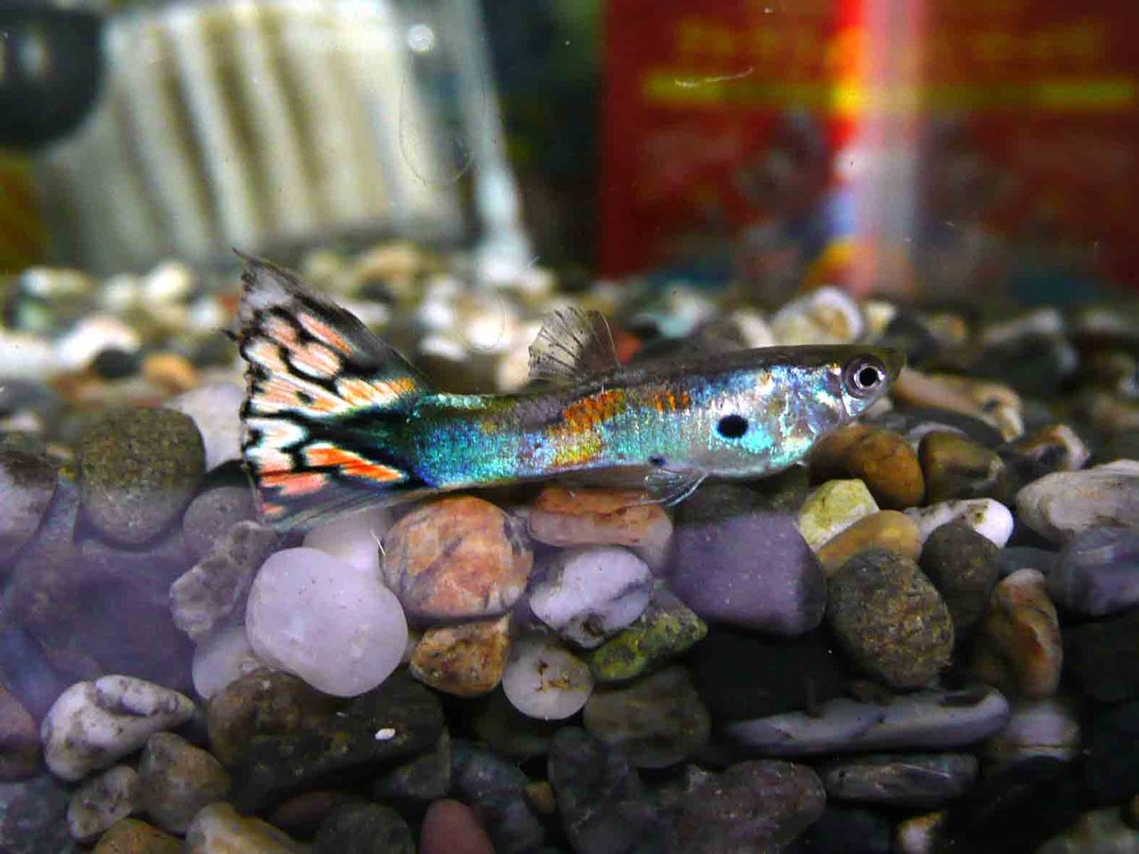 熱帯魚 四国アイランドライフ 熱帯魚 四国アイランドライフ