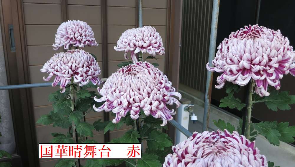 再チャレンジの大菊栽培 ほぼ満開 ごんちゃんの旬果収闘のブログ 再チャレンジの大菊栽培 ほぼ満開 ごんちゃんの旬果収闘のブログ