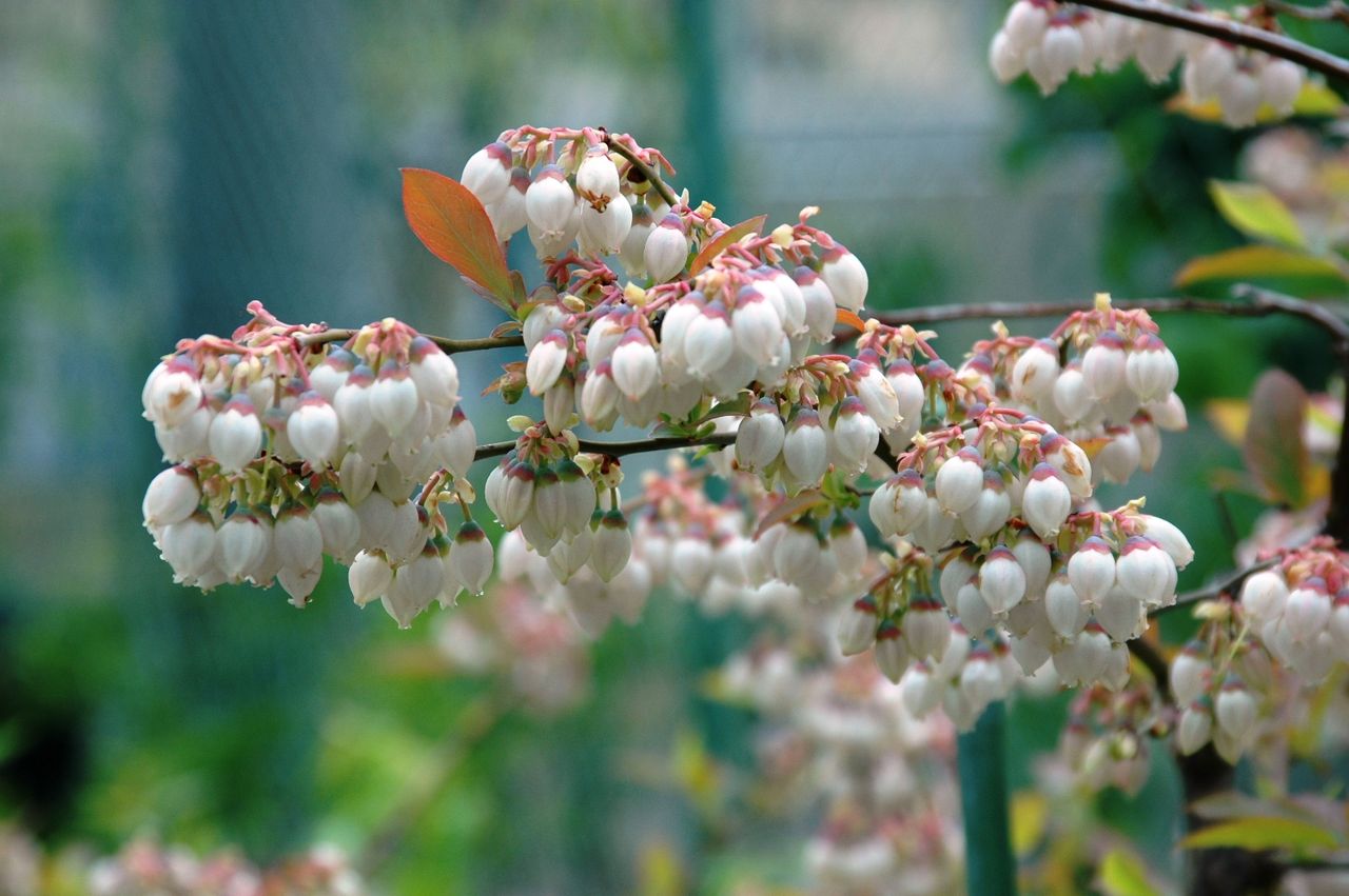 当社の北側にあるブルーベリーの花 東洋ナッツ食品のごきげんさんブログ