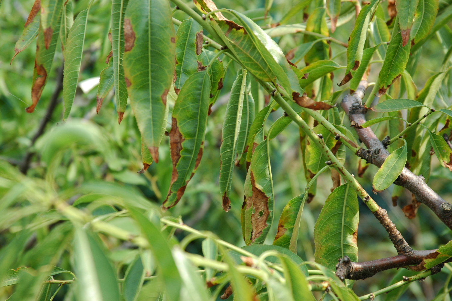 アーモンドの育て方 夏季編 注意点 東洋ナッツ食品のごきげんさんブログ アーモンドの育て方 夏季編 注意点 東洋ナッツ食品のごきげんさんブログ