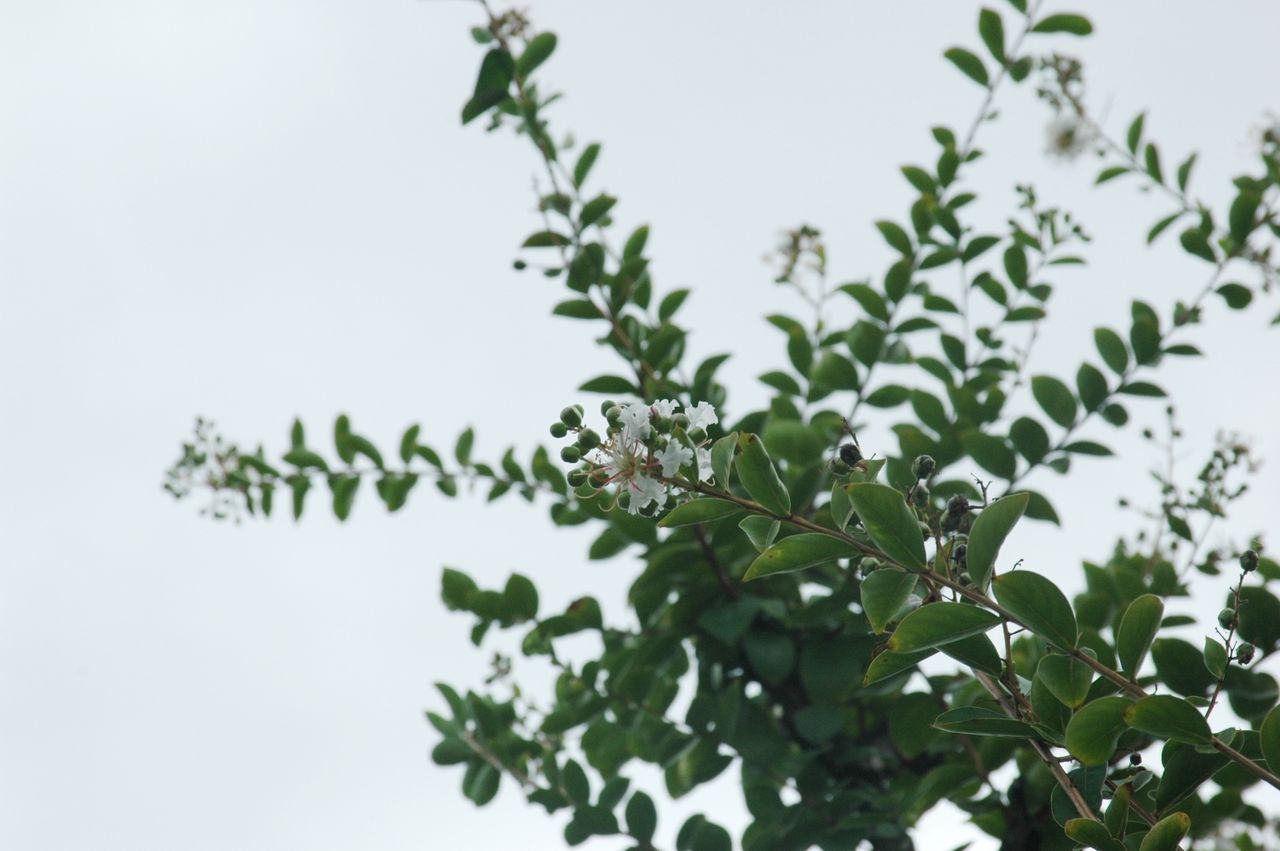 当社のサルスベリ 白 赤の花が揃い踏み 東洋ナッツ食品のごきげんさんブログ 当社のサルスベリ 白 赤の花が揃い踏み 東洋ナッツ食品のごきげんさんブログ