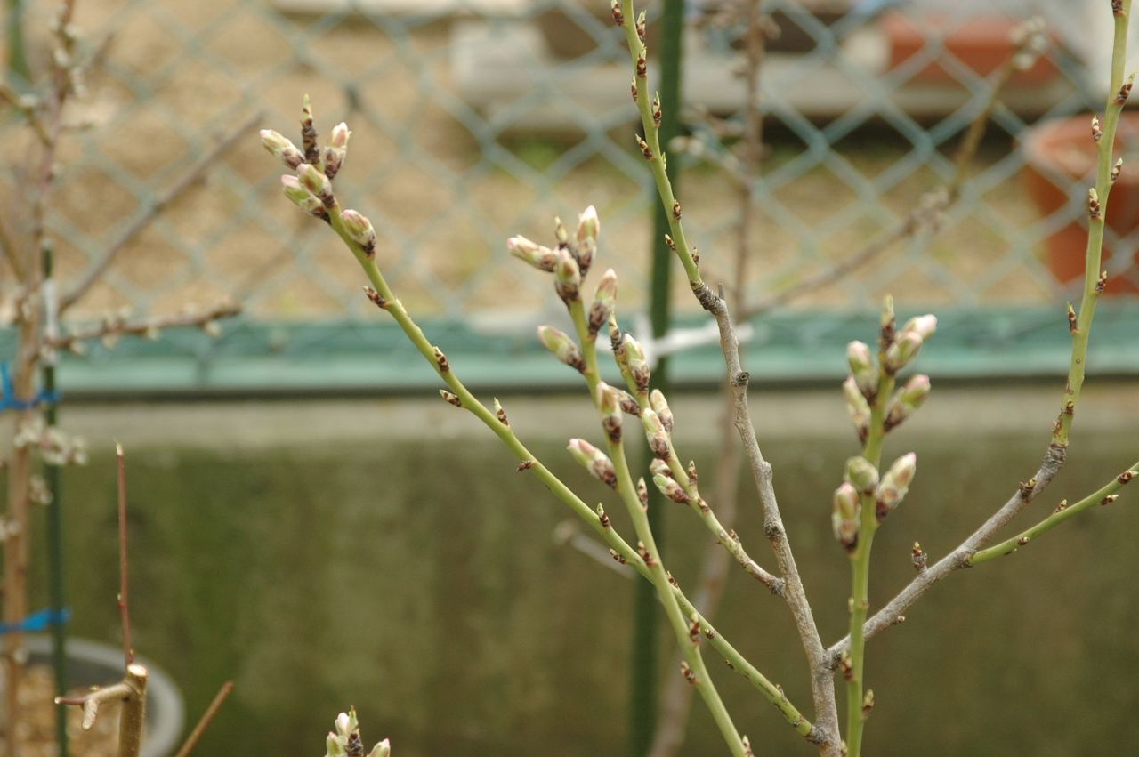 スペイン産マルコナ種 鉢植えアーモンドが間もなく咲き始めそう 東洋ナッツ食品のごきげんさんブログ