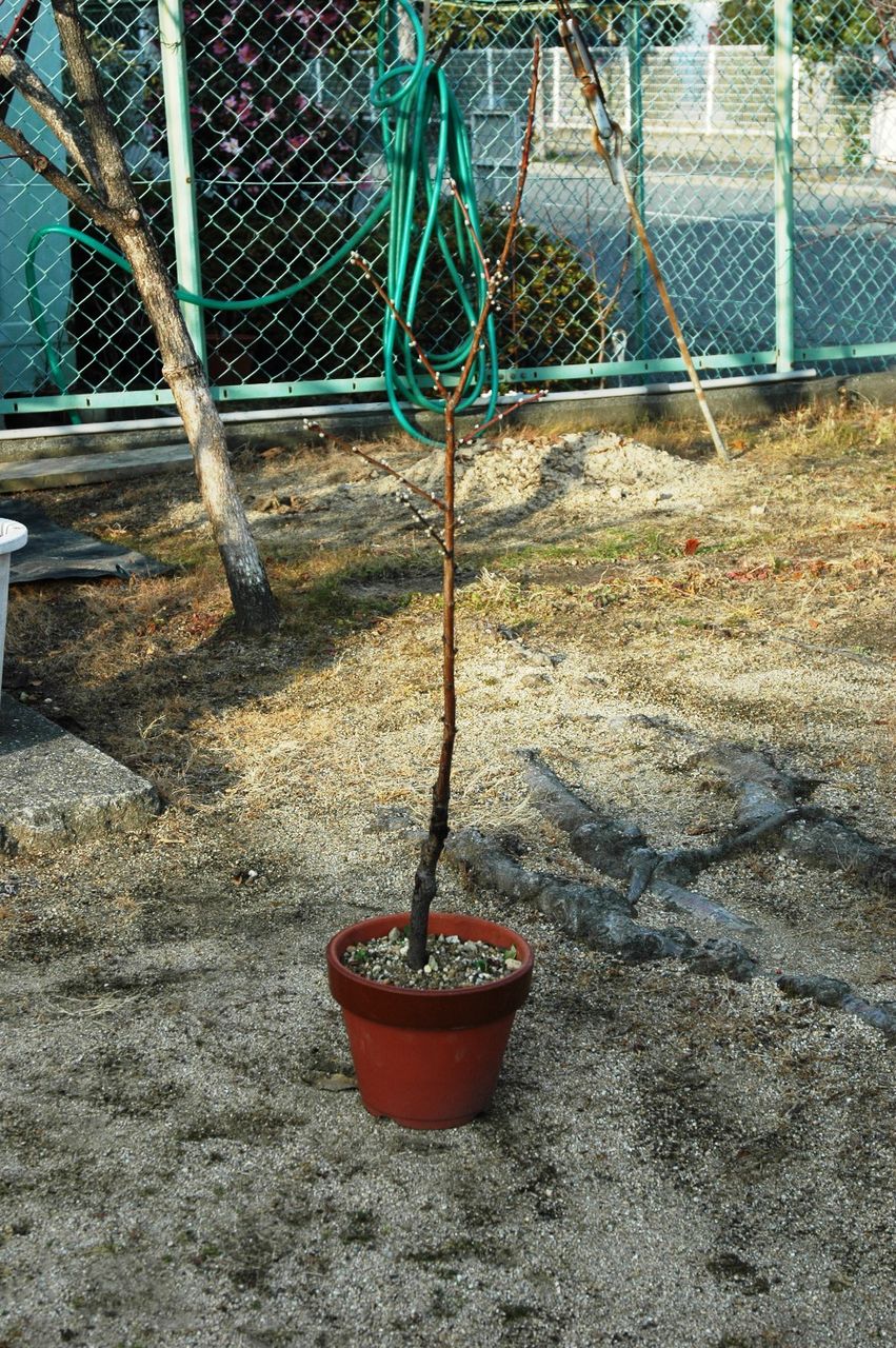 昨年のアーモンドフェスティバルの苗木 当社での様子 １ １４ 東洋ナッツ食品のごきげんさんブログ