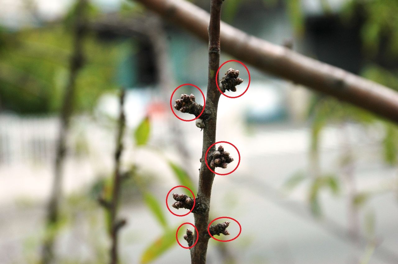 ２０１４年のアーモンドは 現在の花芽の様子 東洋ナッツ食品のごきげんさんブログ