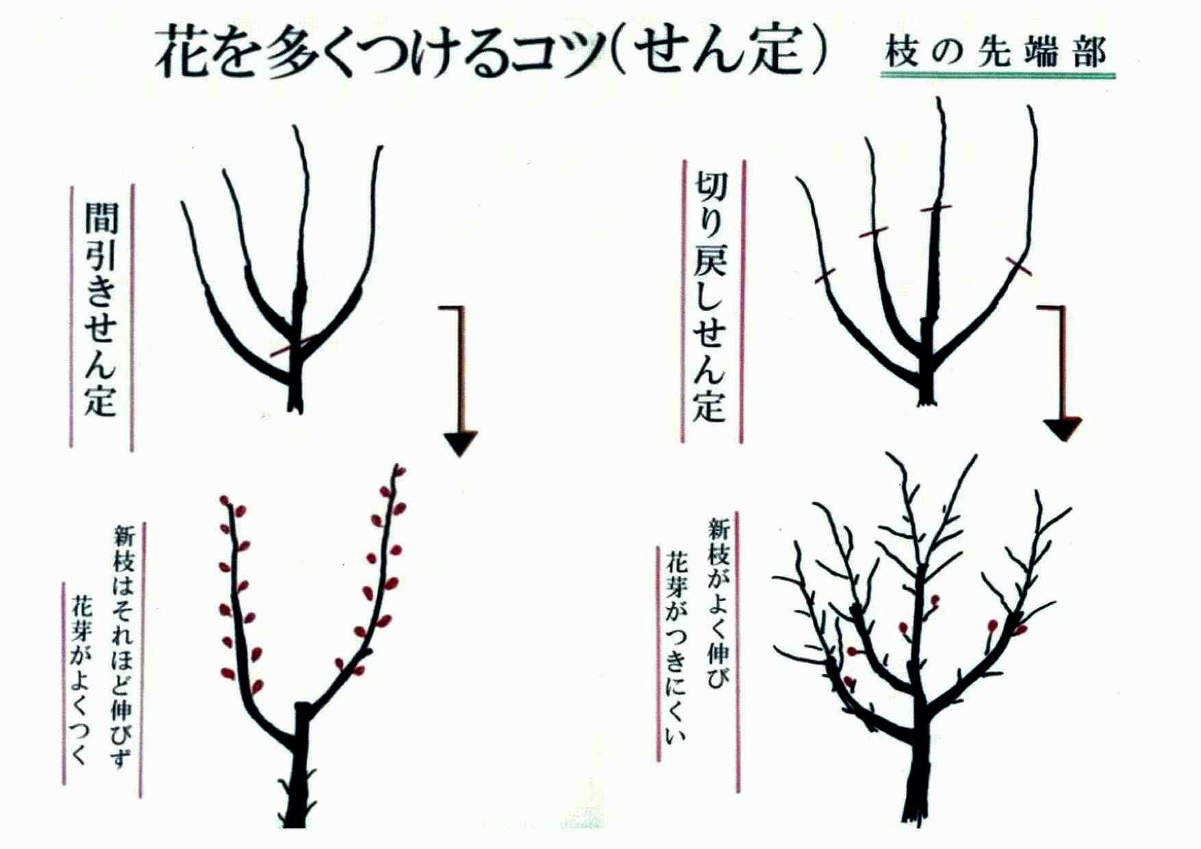 アーモンドの育て方 剪定編 東洋ナッツ食品のごきげんさんブログ