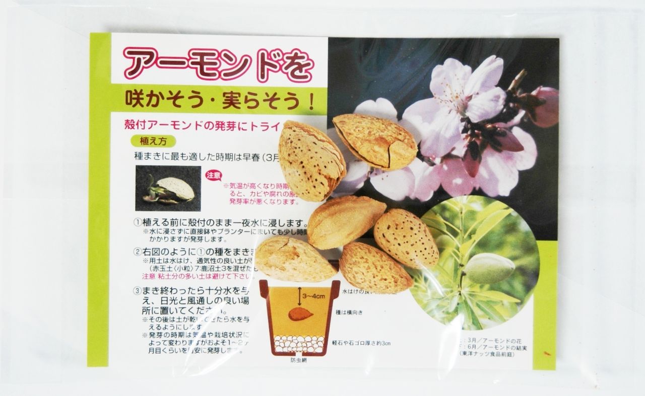 2013年af 来場者にアーモンドの種プレゼント 東洋ナッツ食品のごきげんさんブログ 2013年af 来場者にアーモンドの種プレゼント 東洋ナッツ食品のごきげんさんブログ