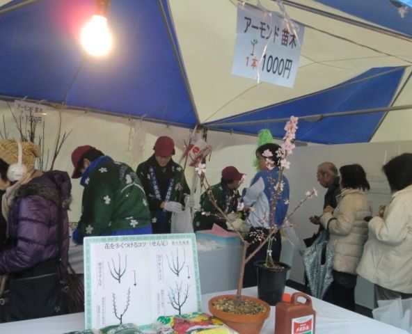 12年アーモンドフェスティバルご報告 アーモンド苗木の販売 東洋ナッツ食品のごきげんさんブログ