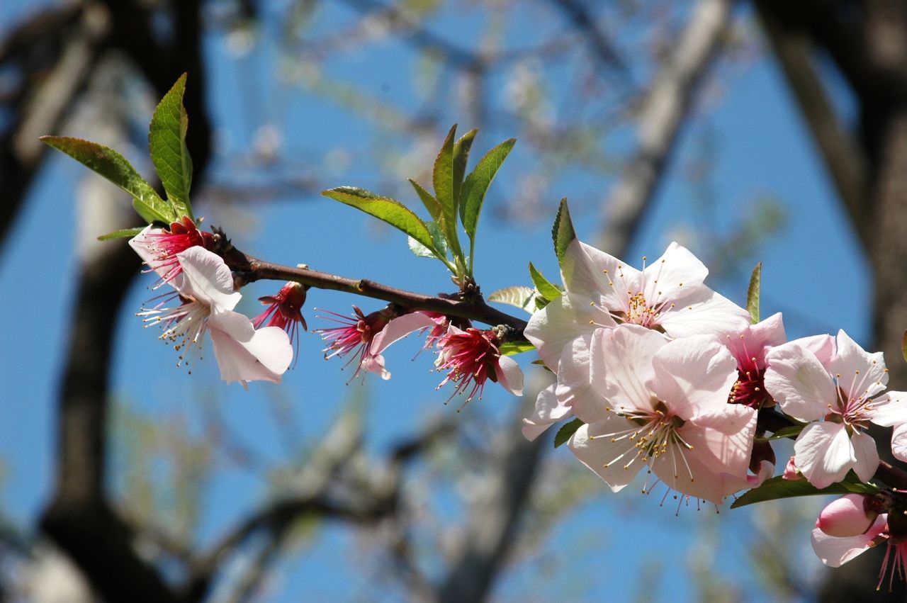 遅咲きのアーモンドの花 散り始め プルーン カリンが花開く 東洋ナッツ食品のごきげんさんブログ
