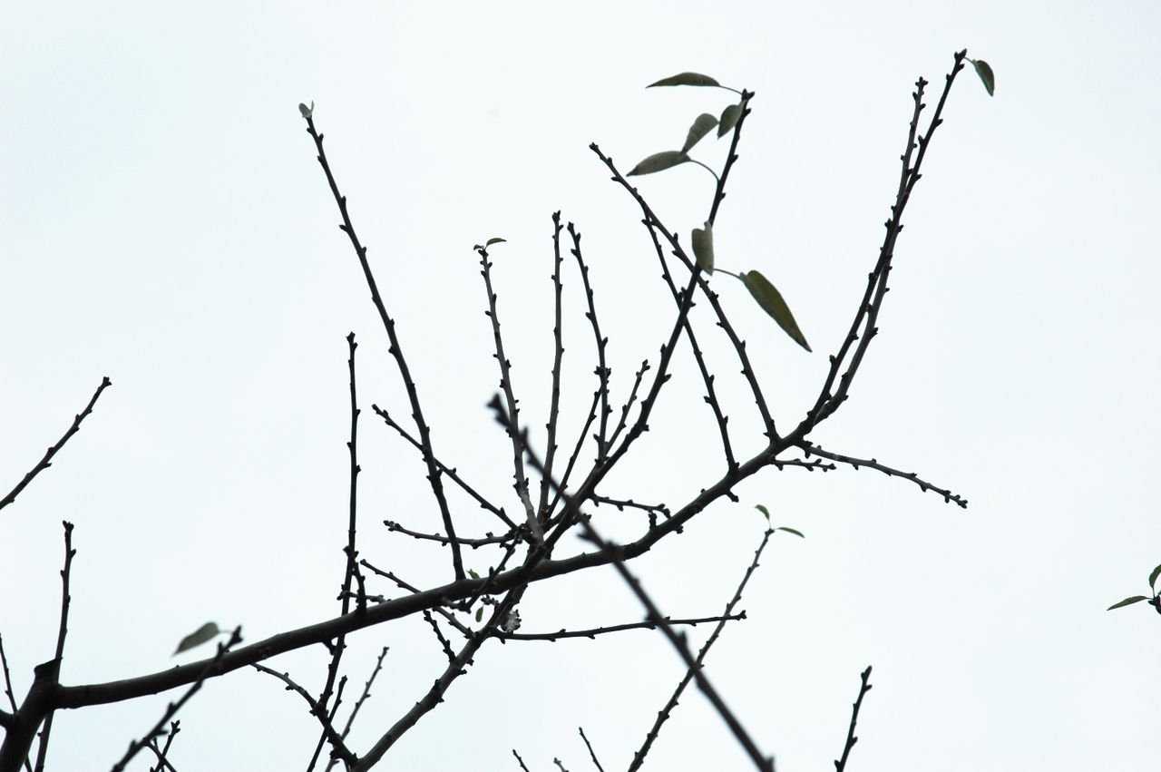 アーモンドの花芽の様子 １２ １９ 東洋ナッツ食品のごきげんさんブログ