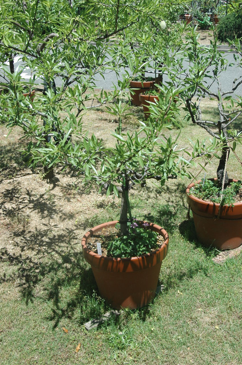 ずっと ランタン 自動車 アーモンド 鉢植え シェフ 霜 聖域
