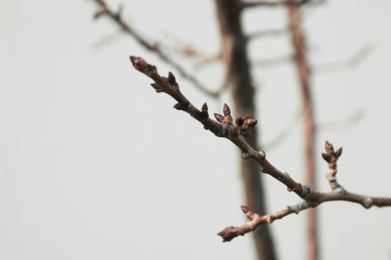 アーモンドと同じバラ科の花芽の様子 １ ２１ 東洋ナッツ食品のごきげんさんブログ